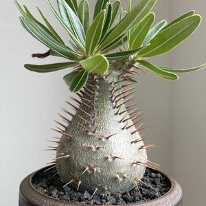 パキポディウム・グラキリス,Pachypodium rosulatum var.gracilius,Pachypodium rosulatum ssp. gracilius,塊根植物,コーデックスの画像