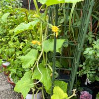 キュウリ,キュウリ,きゅうり,花のある暮らし,お楽しみ❀.(*´▽`*)❀.の画像
