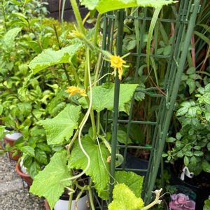 キュウリ,キュウリ,きゅうり,花のある暮らし,お楽しみ❀.(*´▽`*)❀.の画像