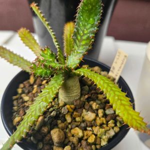 ユーフォルビア属,ユーフォルビア ステラータ,塊根植物,実生,種から育てるの画像