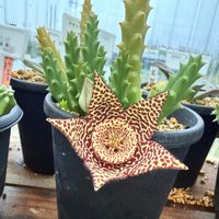 スタペリア,ガガイモ,スタペリア牛角,多肉植物,ガガイモの花の画像