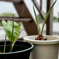 ソテツ,モンステラ,蘇鉄,観葉植物,鉢植えの画像