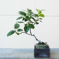 盆栽,小品盆栽,山野草,バルコニー/ベランダの画像