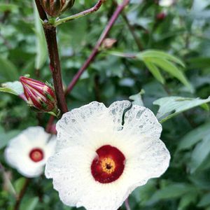 シコンノボタン,シコンノボタン,ハイビスカスローゼル,ハイビスカスローゼル,紫紺野牡丹(シコンノボタン)の画像