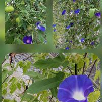 キキョウ,ハゲイトウ,フウセンカズラ,ホタルブクロ,ホタルブクロの画像