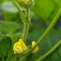 ササゲ,あずき,小豆(あずき)の花,家庭菜園の画像
