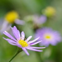 ハナニラ,シオン,ハツユキソウ,山野草,花のある暮らしの画像