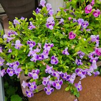 スーパートレニア　グランティア　ブルー,鉢植え,明るい日陰,プランター,ガーデニング初心者の画像