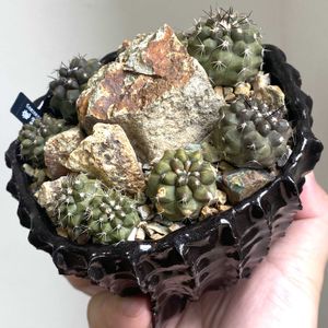 サボテン,コピアポア　マルギナータ,コピアポア 竜鱗丸,Copiapoa marginata,インテリアグリーンの画像