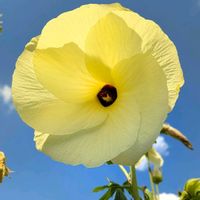 トロロアオイ,ハナオクラ,花オクラ,黄蜀葵,一日花の画像