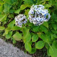 アジサイ,いつもの散歩道,世界平和,被災地にエールを…。,道端徘徊同盟の画像