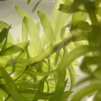 アナカリス,多肉植物,観葉植物,金魚,植物のある暮らしの画像