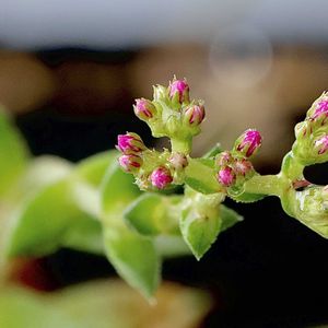 ツクバネ,多肉植物,GSのみなさんに感謝♡,多肉女子,GS皆様ありがとうの画像