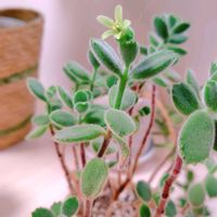 熊童子,多肉植物,コチレドン属,リビング・ダイニングの画像
