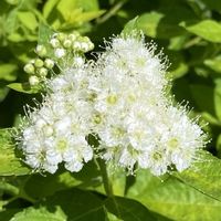 シモツケ ,野の花,今日の１枚,花のあるくらし,お出かけ先の画像