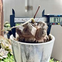 亀甲竜,亀甲竜,アフリカ亀甲竜,Dioscorea elephantipes,多肉植物の画像
