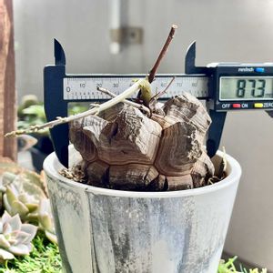亀甲竜,亀甲竜,アフリカ亀甲竜,Dioscorea elephantipes,多肉植物の画像