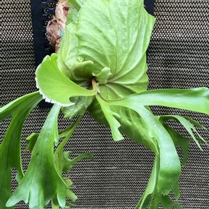 ビカクシダ キッチャクード,多肉植物,塊根植物,シダ植物,コーデックスの画像
