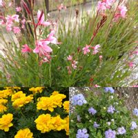 アゲラタム,ガウラ,マリーゴールド,いいね❤ありがとう,花のある暮らし❤の画像