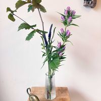 ベロニカ,リンドウ,ヘーゼルナッツ,花のある暮らし,葉っぱ好きの画像