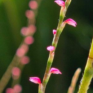 斑入りミズヒキ,開花,ちっちゃいものクラブ,スライドショー♪,φ( •ω•́  )ﾌﾑﾌﾑ...ﾍﾑﾍﾑ ﾚﾝﾚﾝの画像