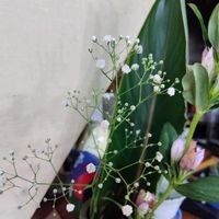 カスミソウの画像