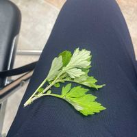 ヨモギの画像