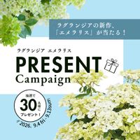 アジサイ,ガーデニング,ガーデリンク,プレゼントキャンペーン,PWシュラブの画像