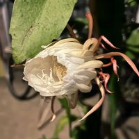 ガーデニング,花のある暮らし,わんこと一緒,バルコニスト,虫にも負けないの画像