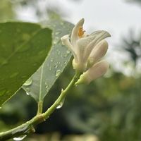 ザクロ,レモン,ピーマン,家庭菜園,庭の画像