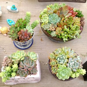 多肉植物 寄せ植え,軒下の画像
