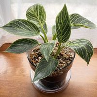 フィロデンドロン・バーキン,観葉植物,ダイソー,葉脈,斑入り。の画像