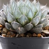 ハオルチア,多肉植物,ハオルチア属,多肉植物のある暮らし,窓辺の画像