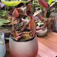 ホンコンシュスラン,ルディシア ディスカラー,観葉植物,挿し木,ジュエルオーキッドの画像