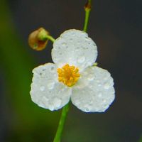オモダカの画像