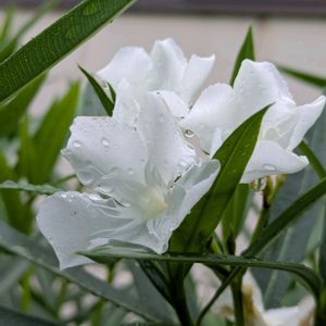 ロシアンセージ,ロシアンセージ,ルドベキア,ルドベキア,キョウチクトウの画像