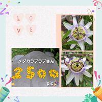 トケイソウ,ヒマワリ,癒し…♡,すてき…♡,か〜わい〜の画像
