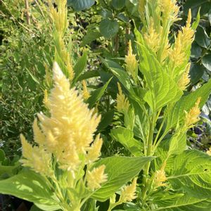 ケイトウ セロシア,鉢植え,種まき,庭の画像