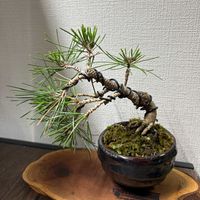黒松,盆栽の画像