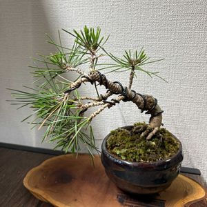 黒松,盆栽の画像