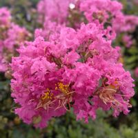 クズ,サルスベリ,チコリ,ボタンクサギ,イランイランの画像