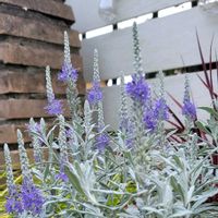 リーフ好き☘.۰•゜,地植え,かわいいな♡,大好きなお花,成長が楽しみの画像