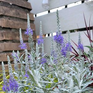 リーフ好き☘.۰•゜,地植え,かわいいな♡,大好きなお花,成長が楽しみの画像