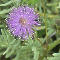 オジギソウ,ナチュラルガーデン,お庭の花たち,元気モリモリ,花と暮らすの画像