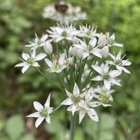 ハナニラ,お花は癒し,花が好き❤,☆携帯撮影☆の画像
