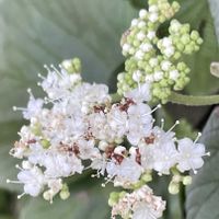 ガマズミ,ガマズミ,ガマズミ の実,実♡,お花は癒しの画像