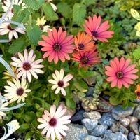 オステオスペルマム,エリンジューム,つるバラ カクテル,夏の花,花のある暮らしの画像