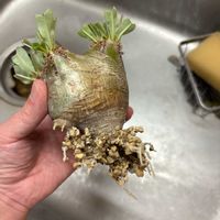 パキポディウム,パキポディウム・グラキリス,多肉植物,塊根植物,パキポディウム属の画像