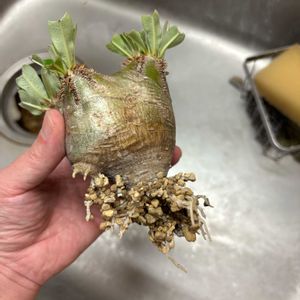 パキポディウム,パキポディウム・グラキリス,多肉植物,塊根植物,パキポディウム属の画像