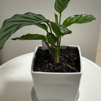 カラテア フレディ,観葉植物,100均,ダイソー,成長記録の画像